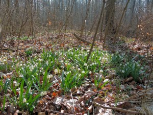 Ein besondere Lichtstimmung im sonnenbeschienen Auwald des zeitigen Frühjahrs. Noch blühen die Märzenbecher (Leucojum vernum) am 14. März. Eine Woche später sind sie schon verwelkt.
