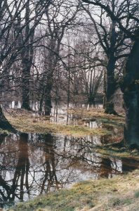 Durch Flussdynamik gestaltete Aue bei Dessau 1999