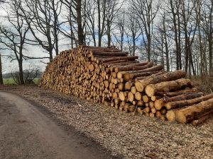 Holzeinschlag Oberholz