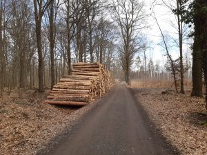 Holzeinschlag Oberholz