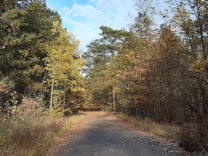 Noitzscher Heide November 2020. Foto: J. Hansmann