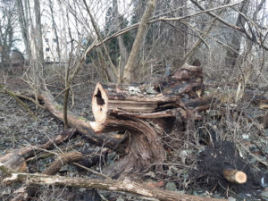 Plaußiger Wäldchen, zerstörter Biotopbaum. Aufnahmedatum 25.12.2022. Foto: J. Hansmann
